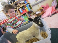 Woolly the lamb visits Sunnybrow Nursery at Castle Park Kendal